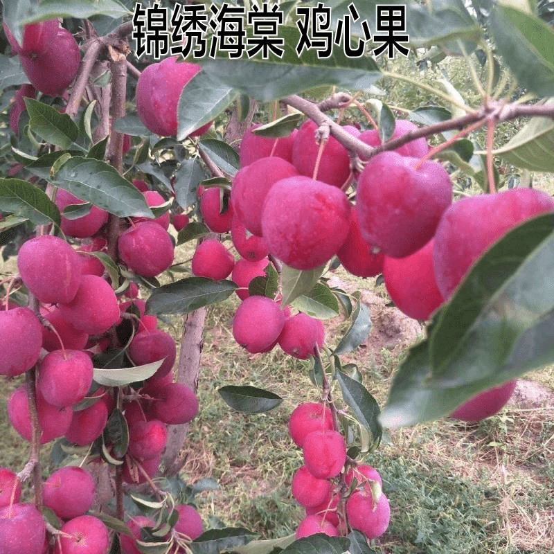 新品种沙果鸡心果树苗盆地栽锦绣海棠小苹果苗嫁接苗南方北方种植