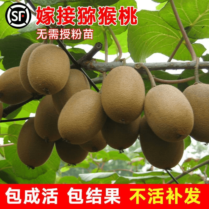 嫁接奇异果树果苗红心软枣奇异果苗徐香南北方种植庭院水果树果苗