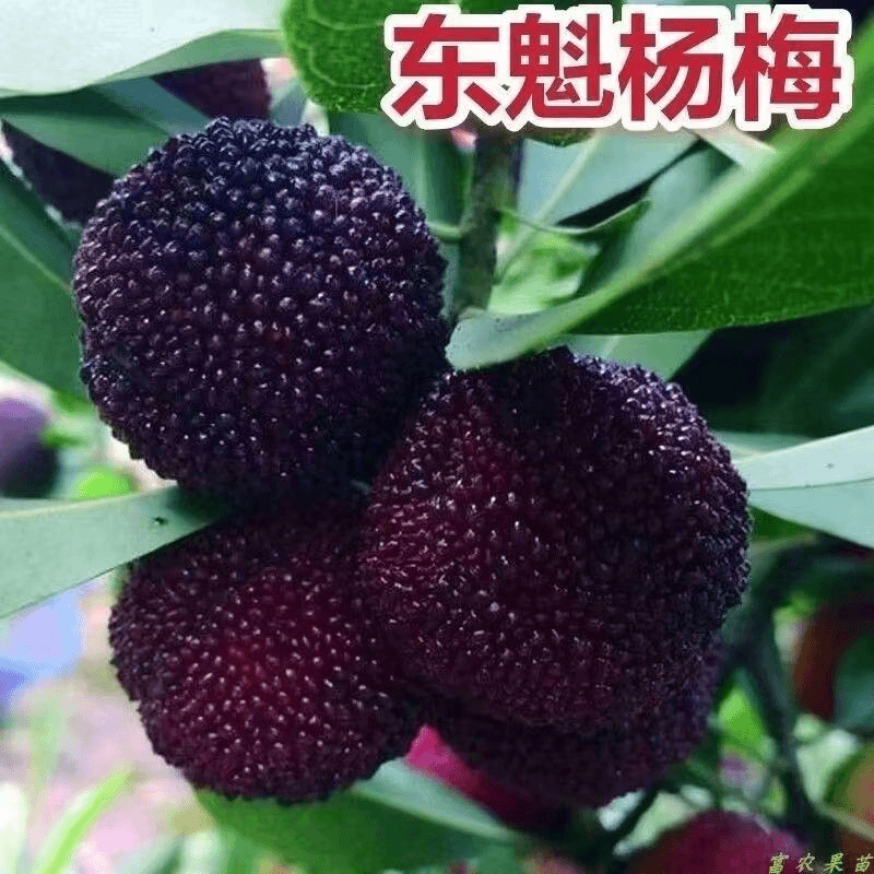 东魁杨梅树树苗嫁接东魁黑炭杨梅盆栽南方地栽杨梅苗果树当年结果