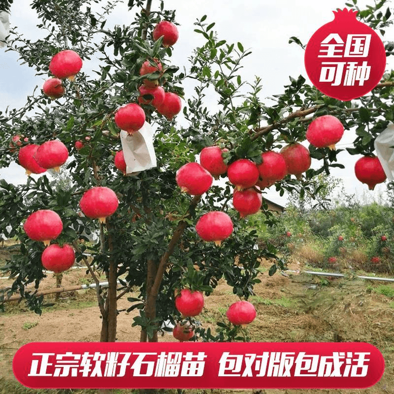特大石榴树突尼斯软籽地栽盆栽庭院果树苗耐寒无籽石榴南北方别墅