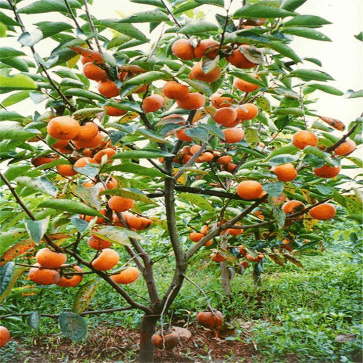 柿子树苗嫁接无核特大柿子日本甜脆柿南方北方种植果树苗当年结果