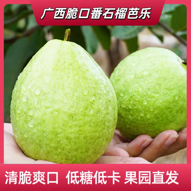 广西白心芭乐番石榴当天南方采摘脆口低糖水果口感清甜芭乐水果