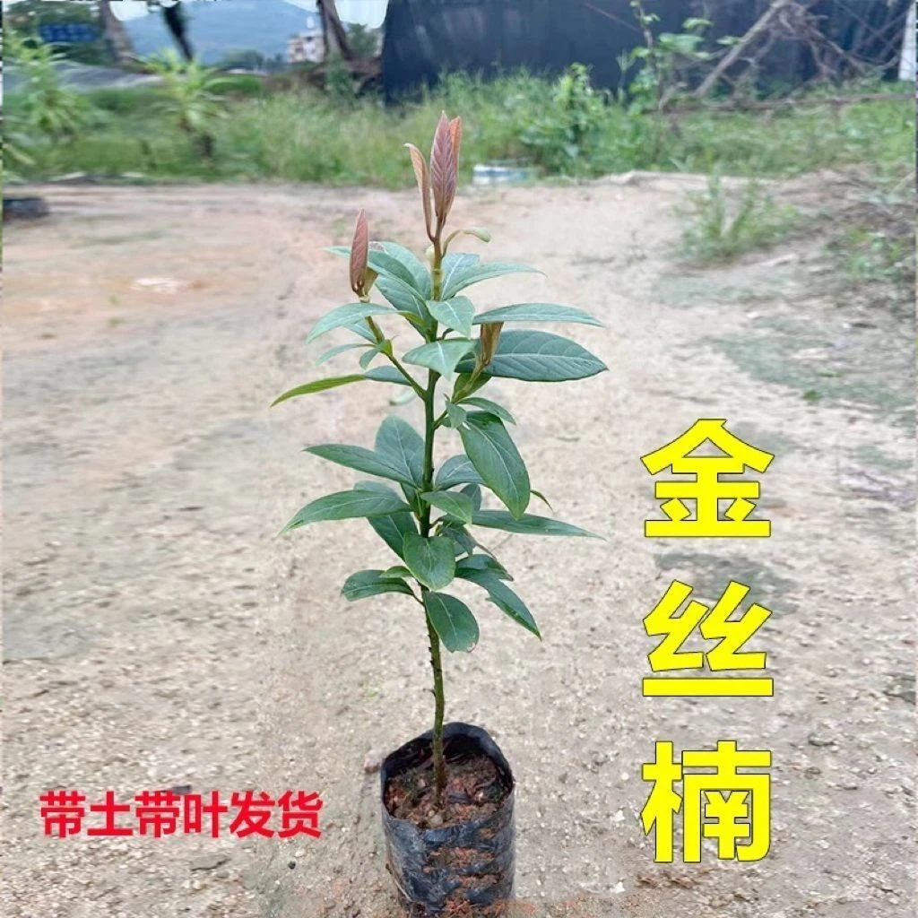 四川正宗金丝楠木苗金丝楠苗名贵小叶桢楠树苗庭院盆栽四季常青