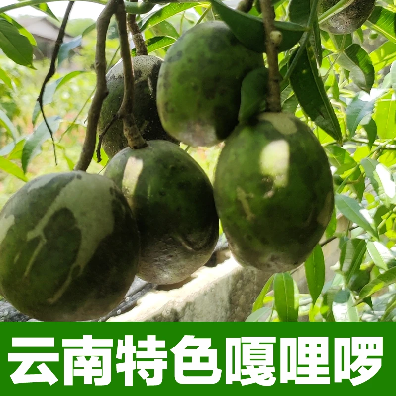 嘎哩啰 橄榄 云南特色水果 脆 微酸微甜 新鲜采摘 产地直发