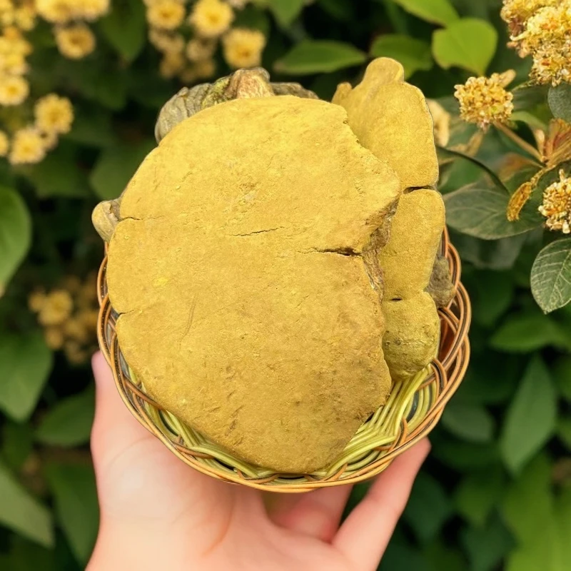 穆康仁正品桑黄中缅土特产