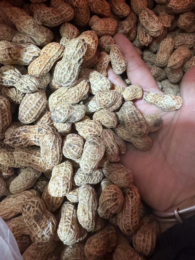 农家柴火灶红土花生龙岩水煮花生出炉 新鲜农家5斤 鲜菌菇