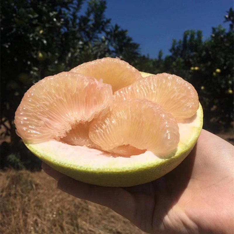 正宗福建度尾文旦柚仙游红心柚子30年老树孕妇应季水果时令新鲜