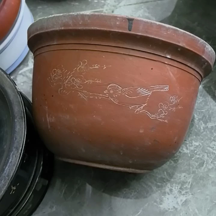 红陶20CM（含）-50CM（不含）小**子