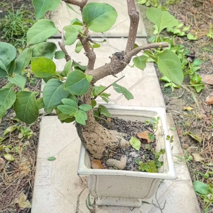 红陶20CM（含）-50CM（不含）游*好