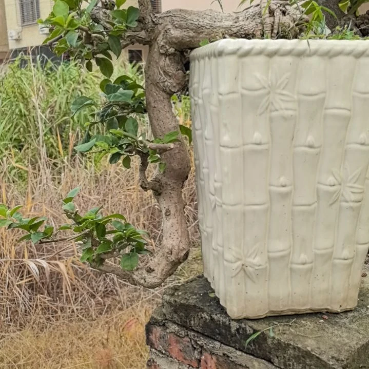 红陶20CM（含）-50CM（不含）初**沫