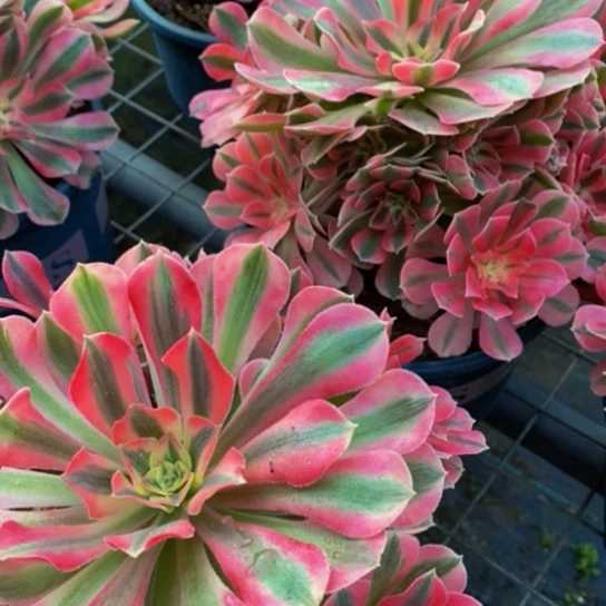 大了粉女巫老桩一颗