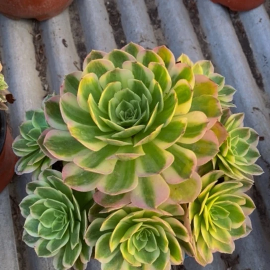 海王一颗老庄心里