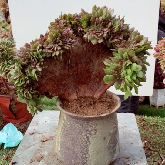 万圣节缀化多肉1颗