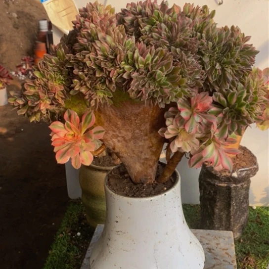 女神缀化多肉1颗多肉