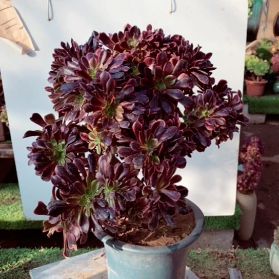 欧嘉莉缀化多肉1颗