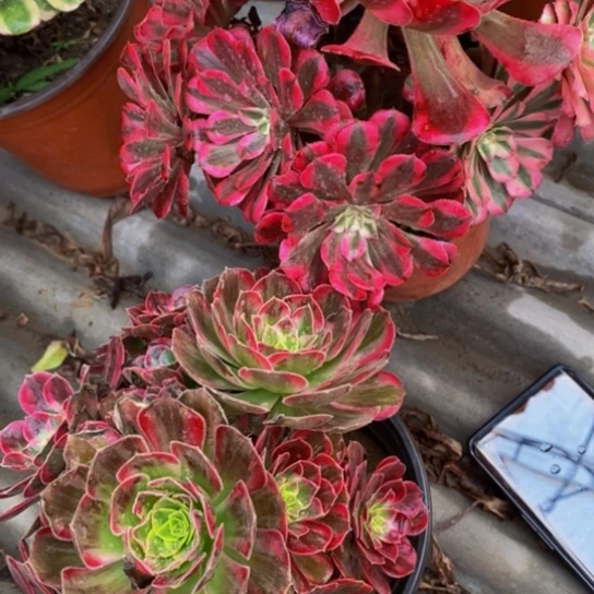 安娜加红彤一颗星星