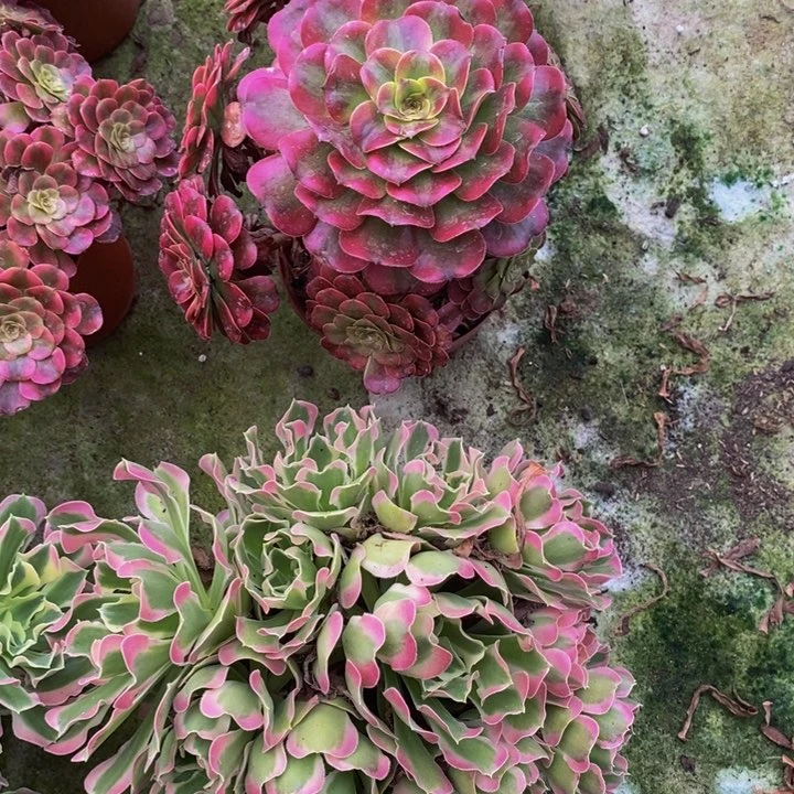 舞天姬➕白风雨花石1颗