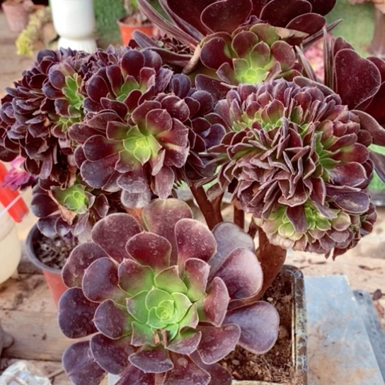 欧紫缀化大观副一颗