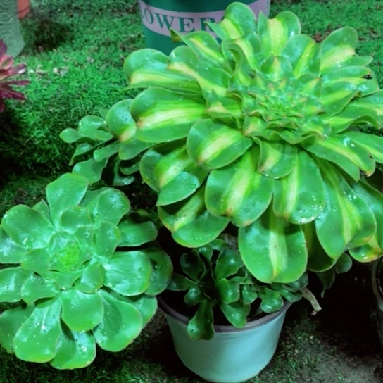 暴君法师锦多肉1颗多肉