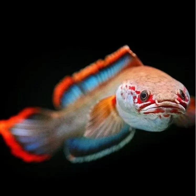 血斑一型雷龙梦幻雷龙冰火雷龙