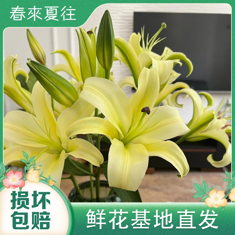 【黄色香水百合】云南基地直发黄色香水百合鲜花真花家庭插花摆件