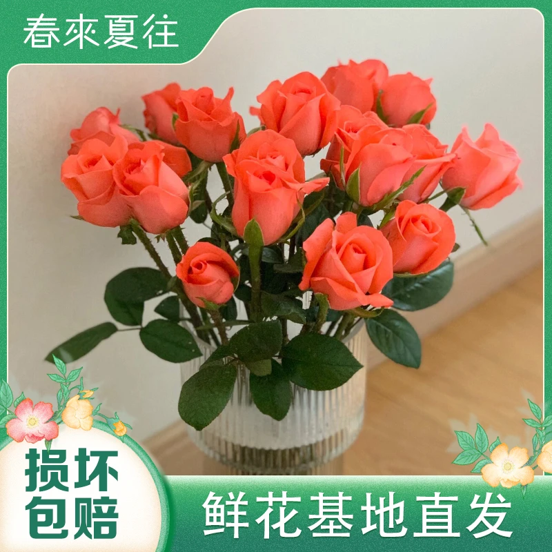 【春来夏往】粉色玫瑰鲜花 云南基地直发 客厅家居摆件插花