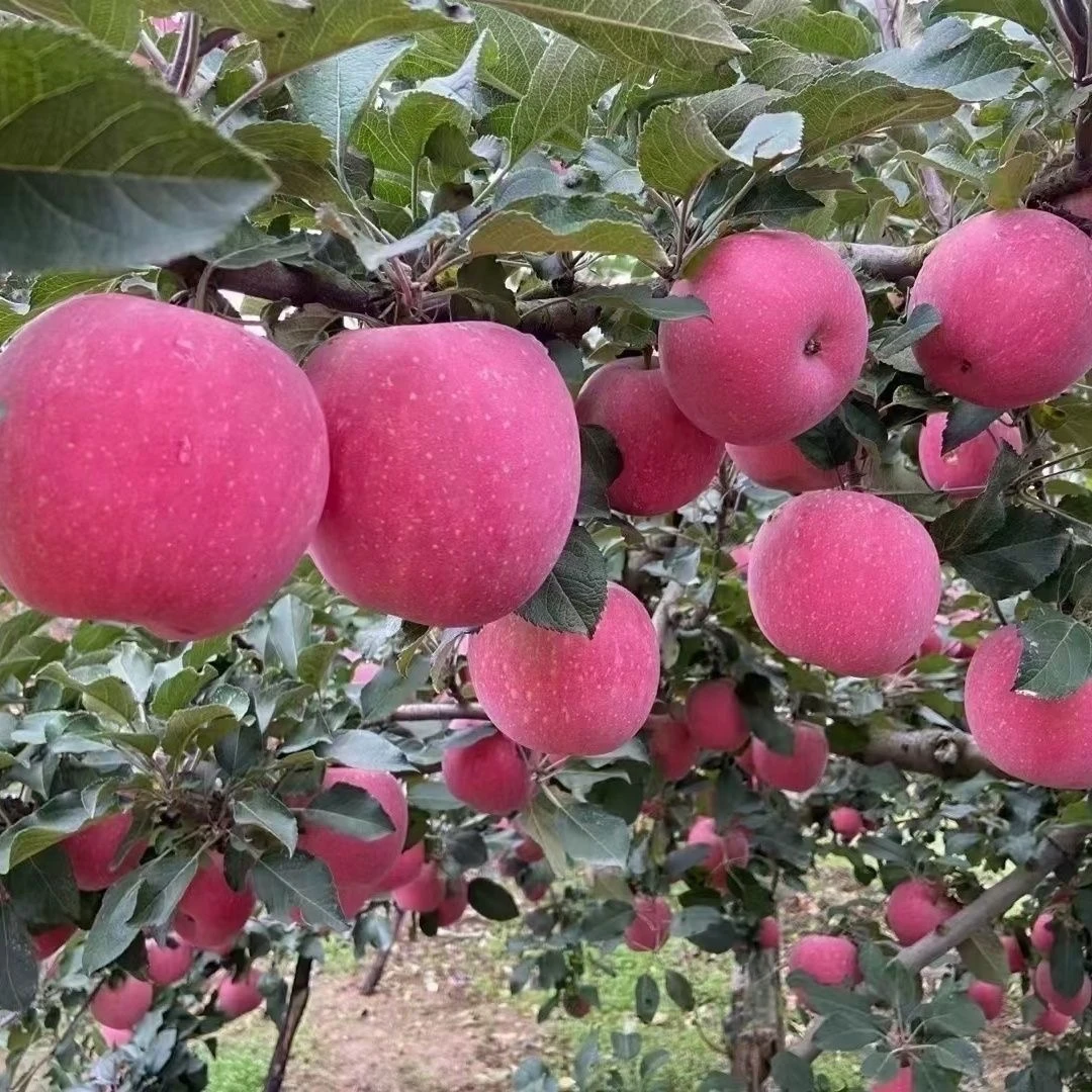 甘肃会宁脆甜红富士冰糖心苹果当季水果