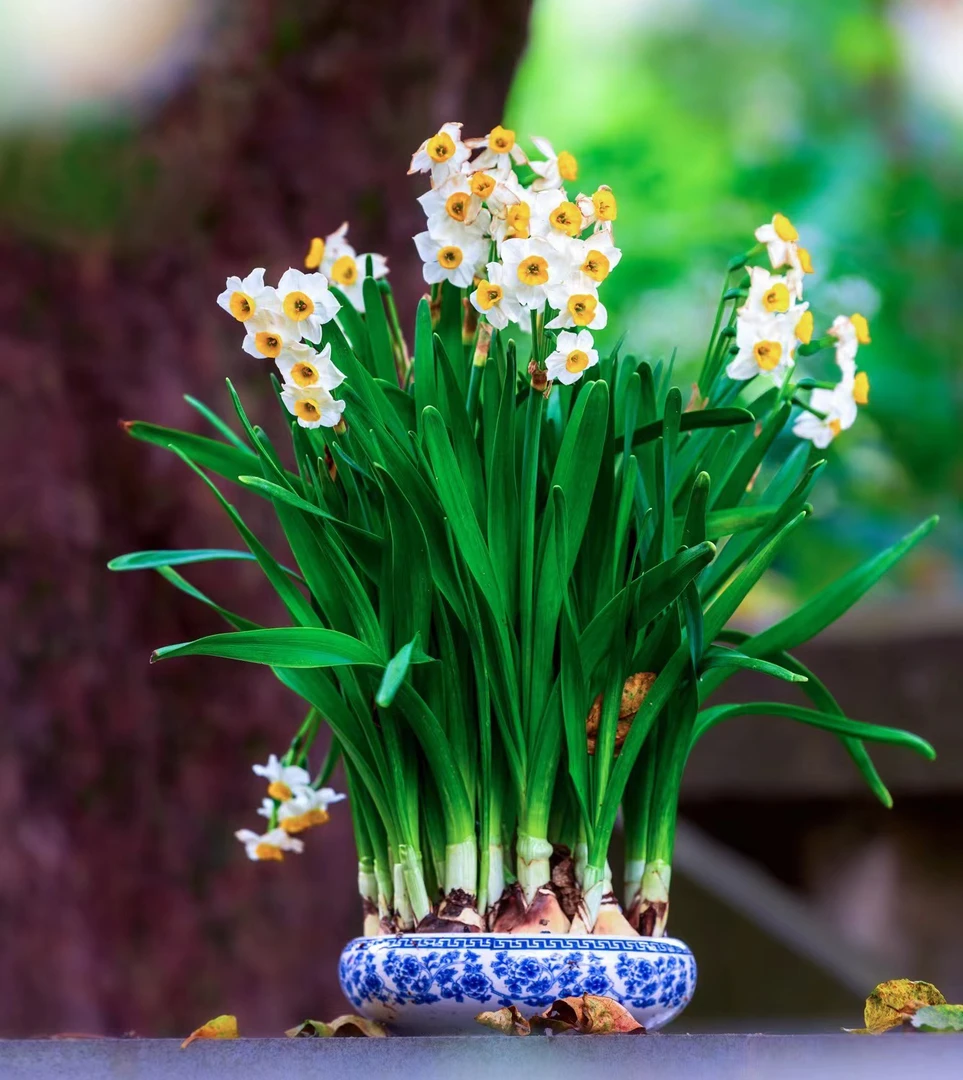年宵水仙花中球精品冬天水养植物室内烂根养殖阳台