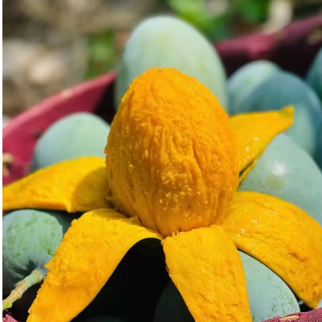 四川攀枝花农场自产生态种植凯特芒果软糯香甜原产地鲜采直发