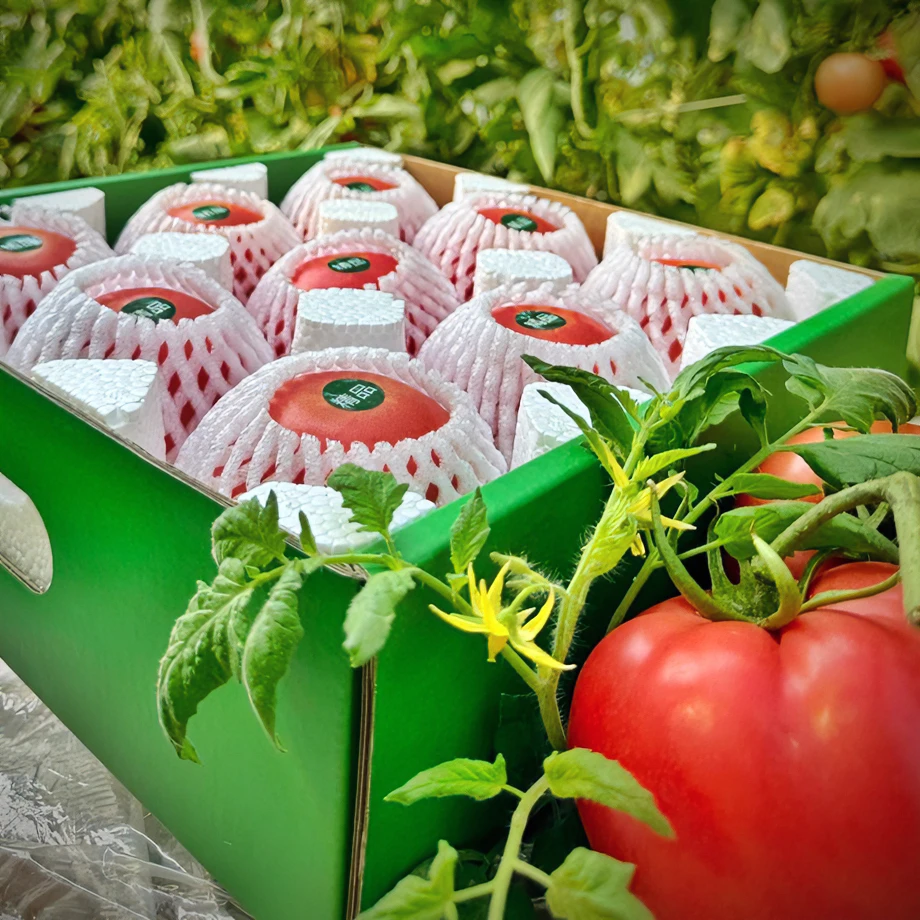 【晶美香】农场自产高山生态种植西红柿番茄精选礼盒装产地直发9枚
