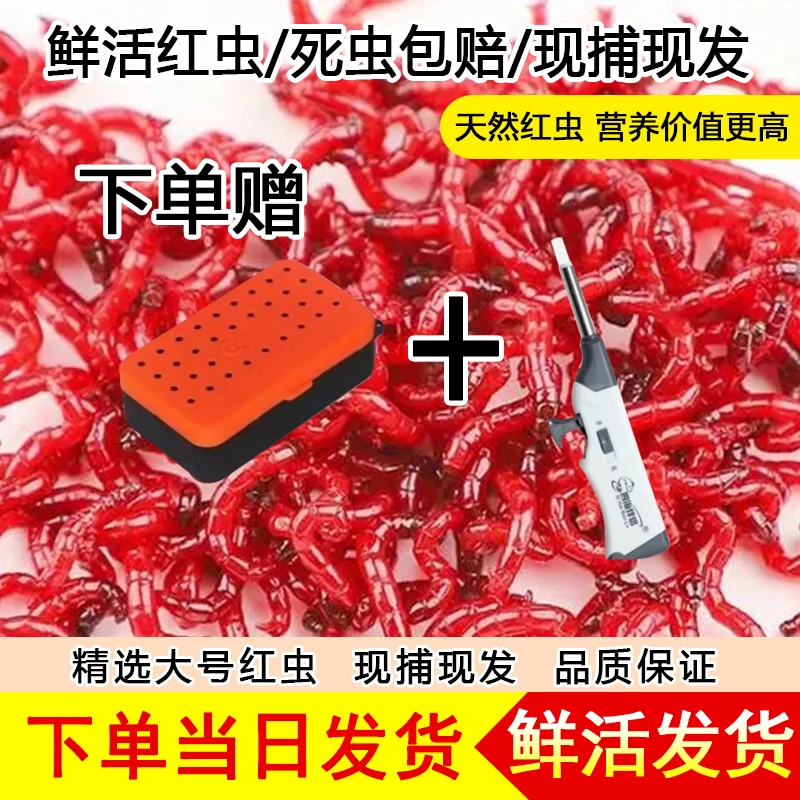 鲜活红虫活饵大号红虫批发喂鱼饵拉饵鲫鱼野钓饵料钓鱼野钓鱼饵