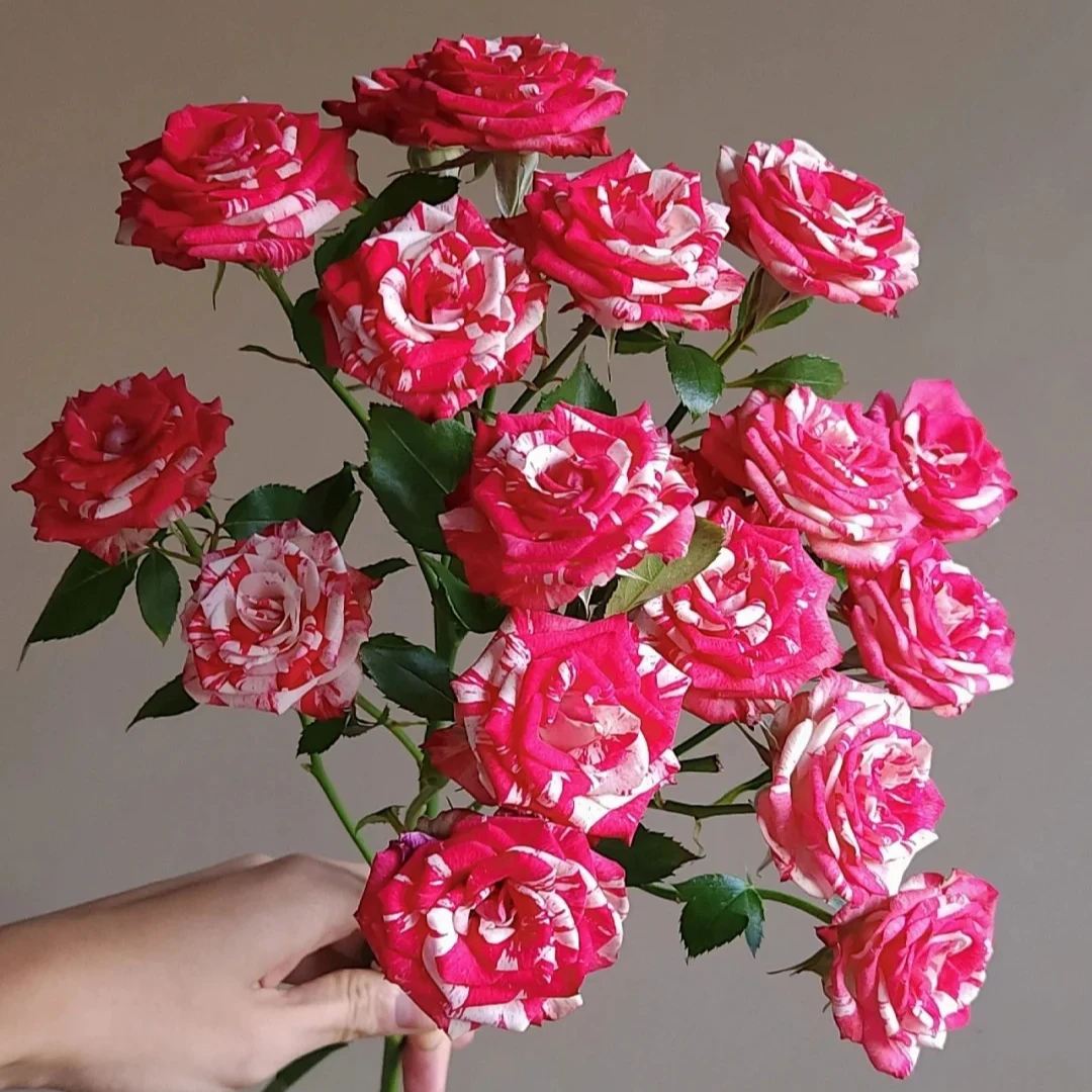 【花千花谷】（多头）梦幻水晶多头玫瑰  云南鲜花基地直发