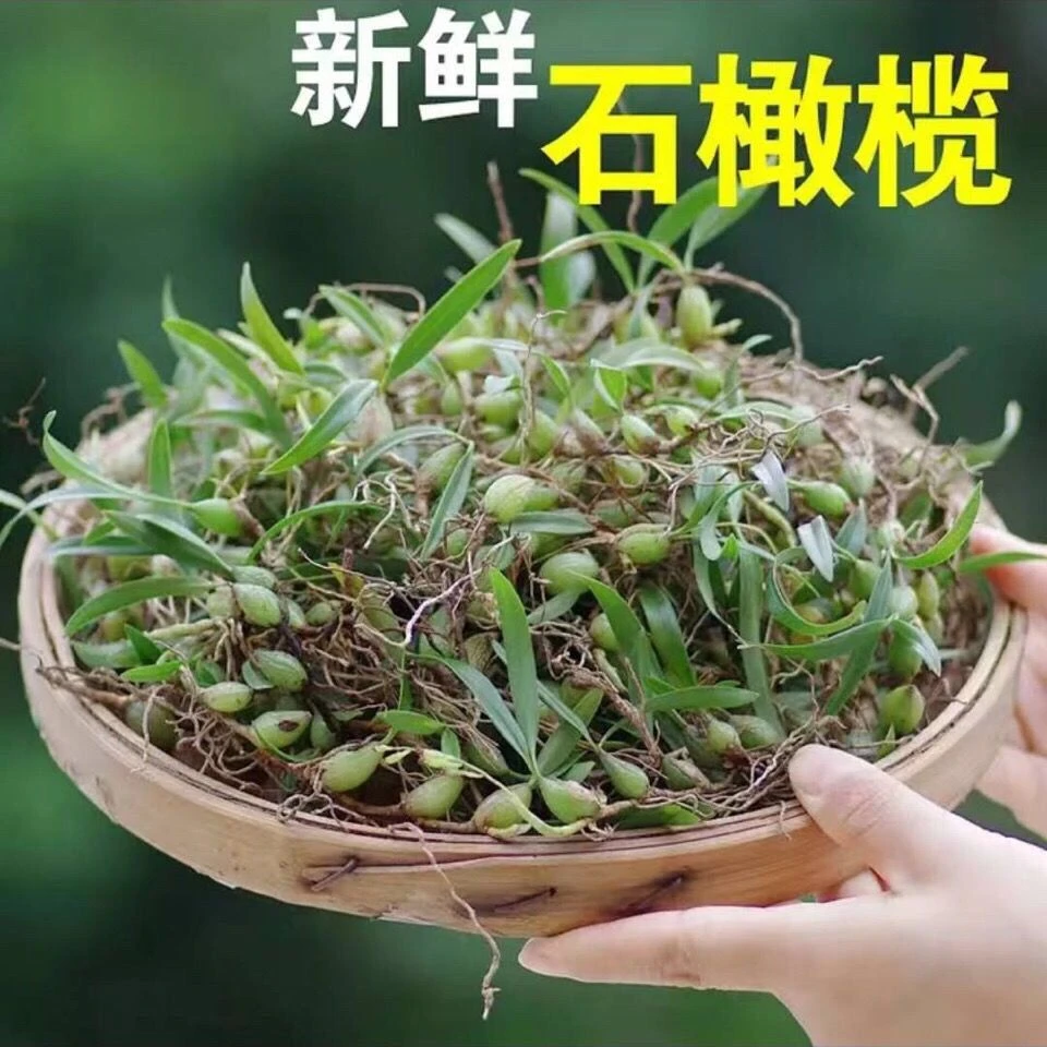 深山手工采摘石橄榄双叶中果清甜煲汤食材天然美味