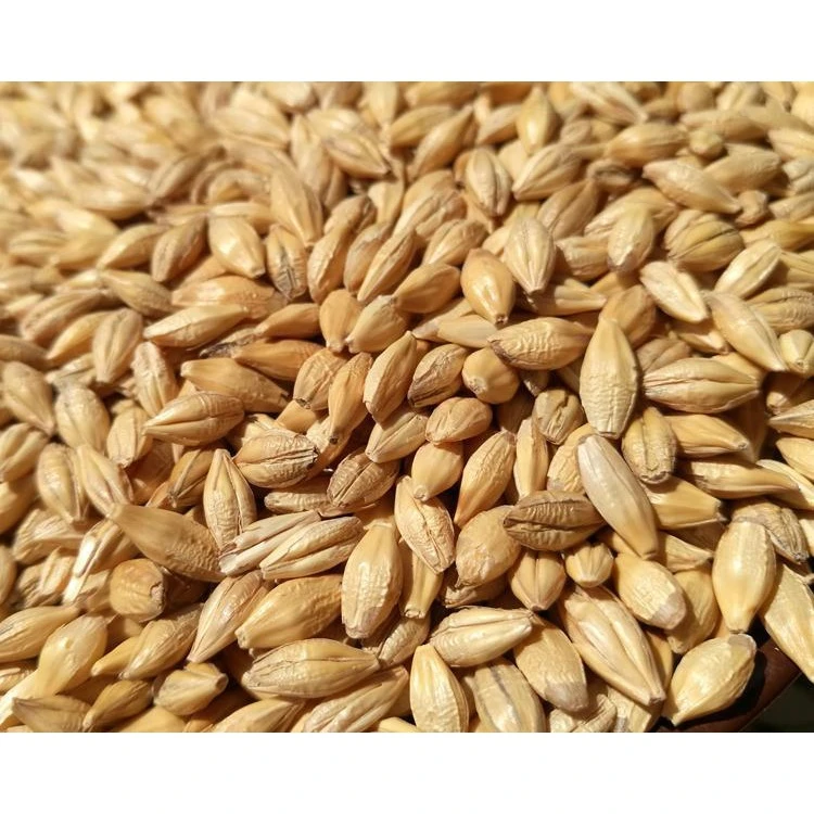 优质新农家带壳大麦种籽3斤做种子发大麦苗榨汁炒大麦农产品食用