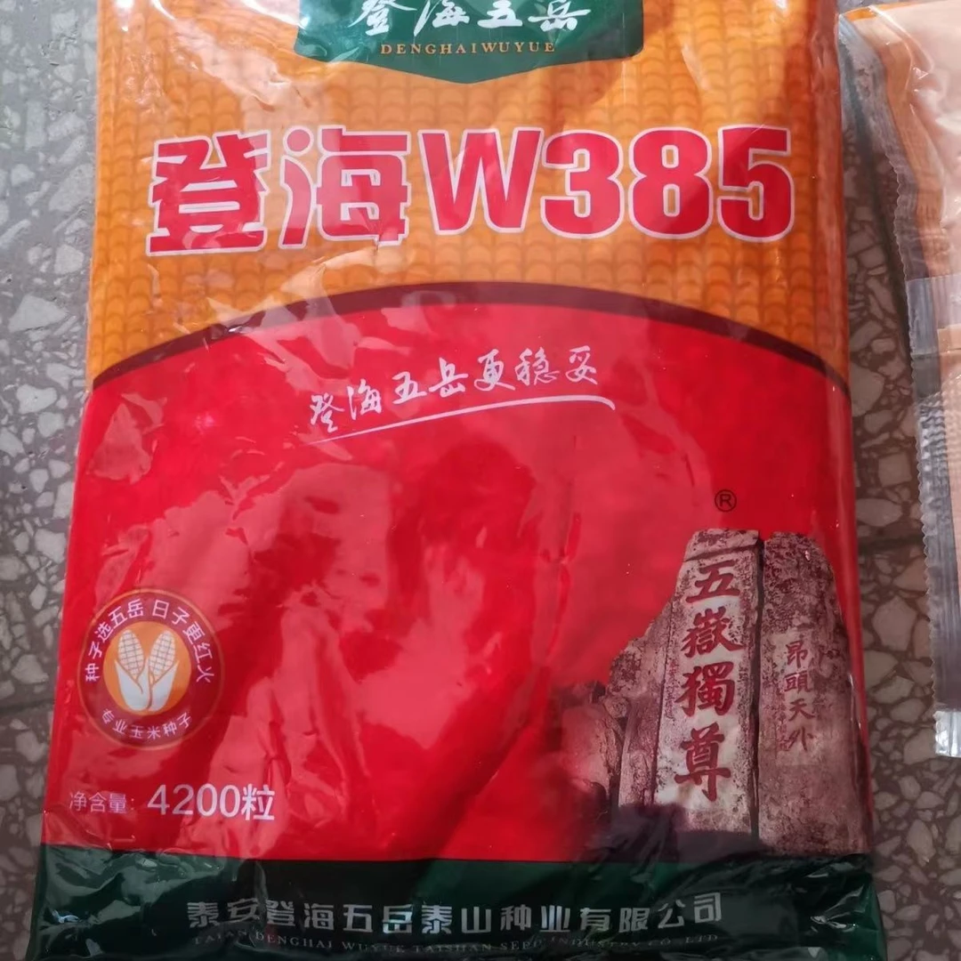 高产玉米登海W385抗高温抗倒伏品质好棒子大产量高