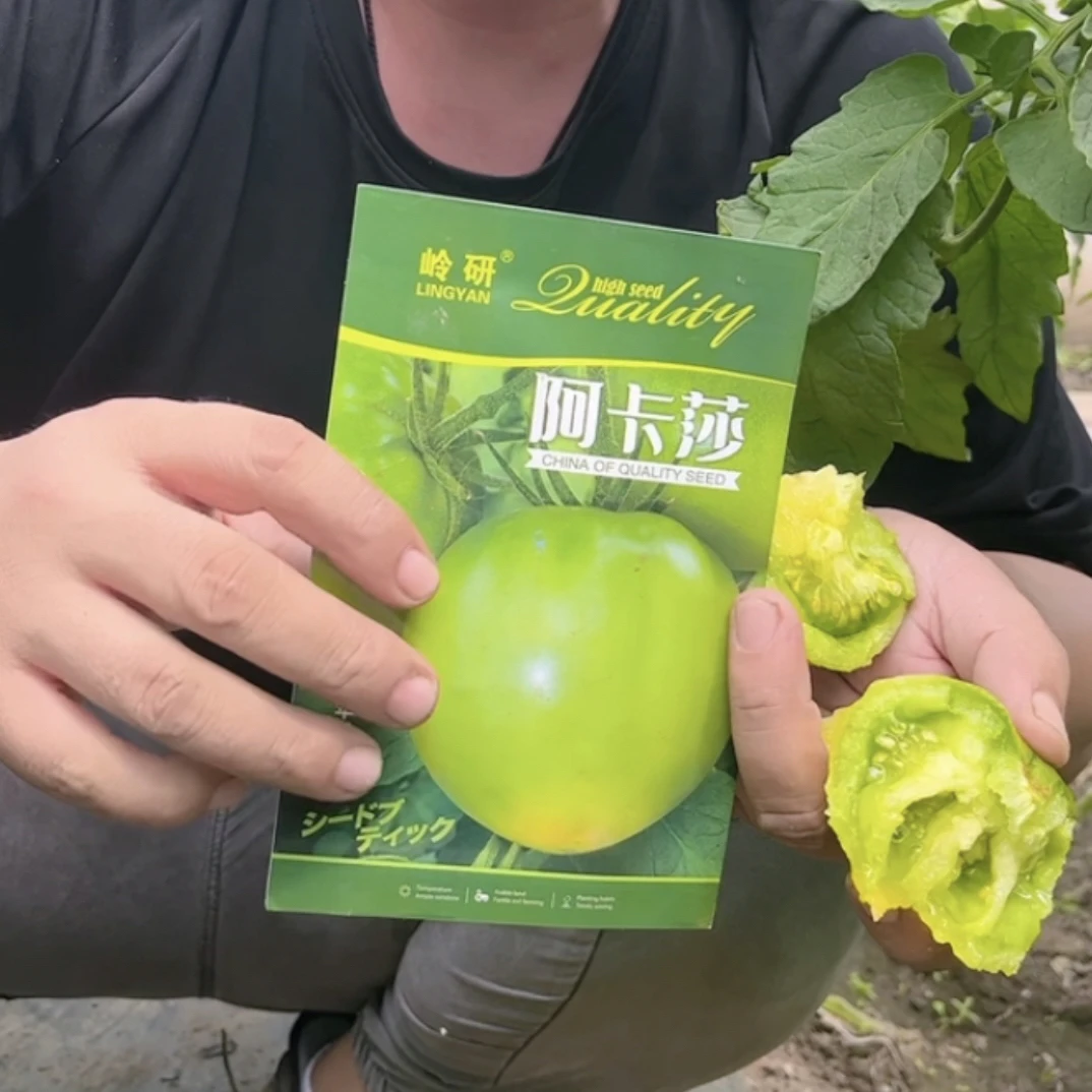 阿卡莎绿苹果番茄种子不一样的贼不偷柿子嘎嘎甜结的多大绿柿子
