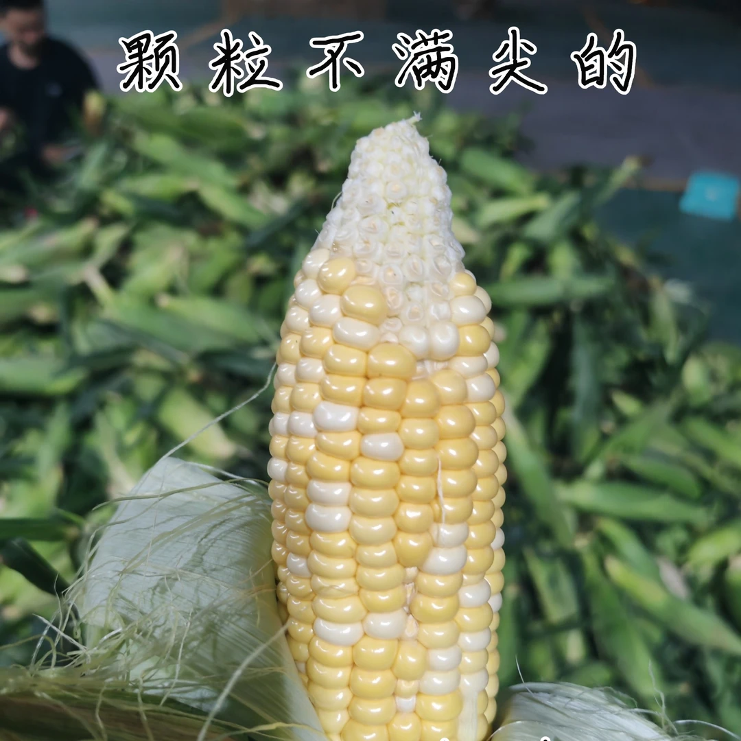 钓鱼用金银双色水果玉米颗粒饱满坏果包赔瑕疵品