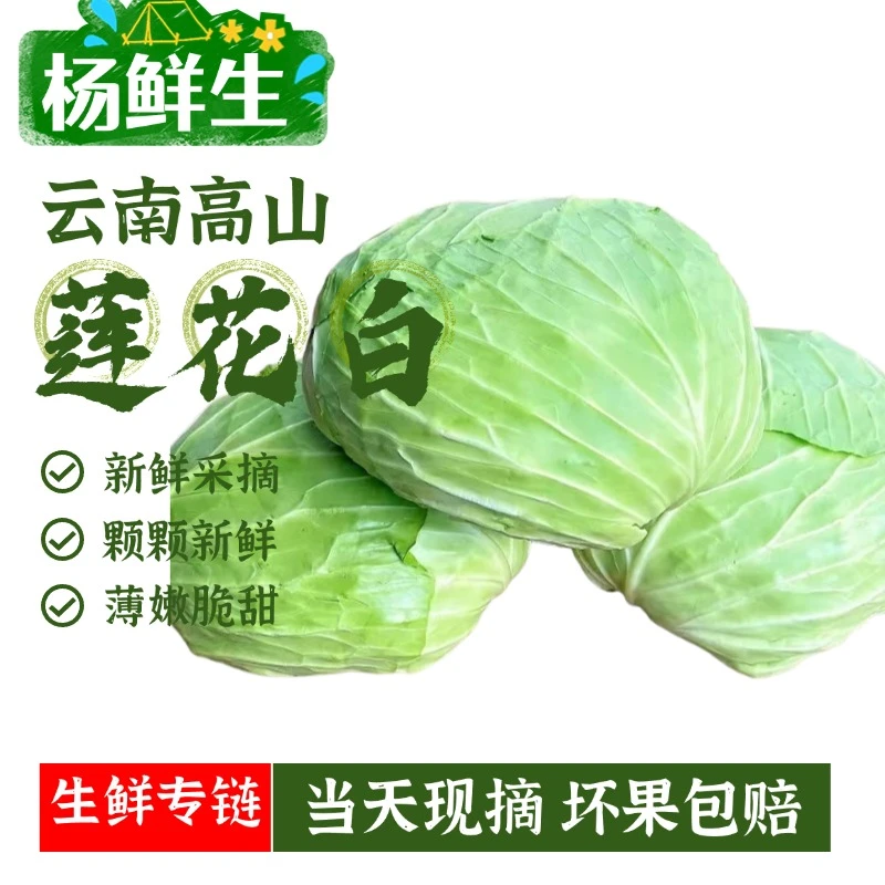 【助农露天】云南高山莲花白平包菜扁平包京白菜手撕包菜现砍现发