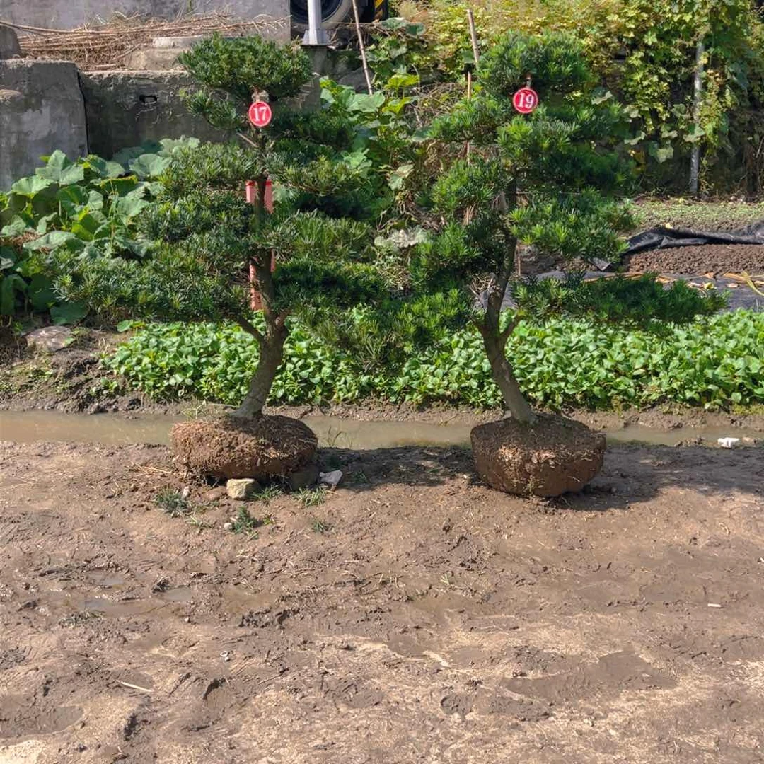 狼*性1485789888955866