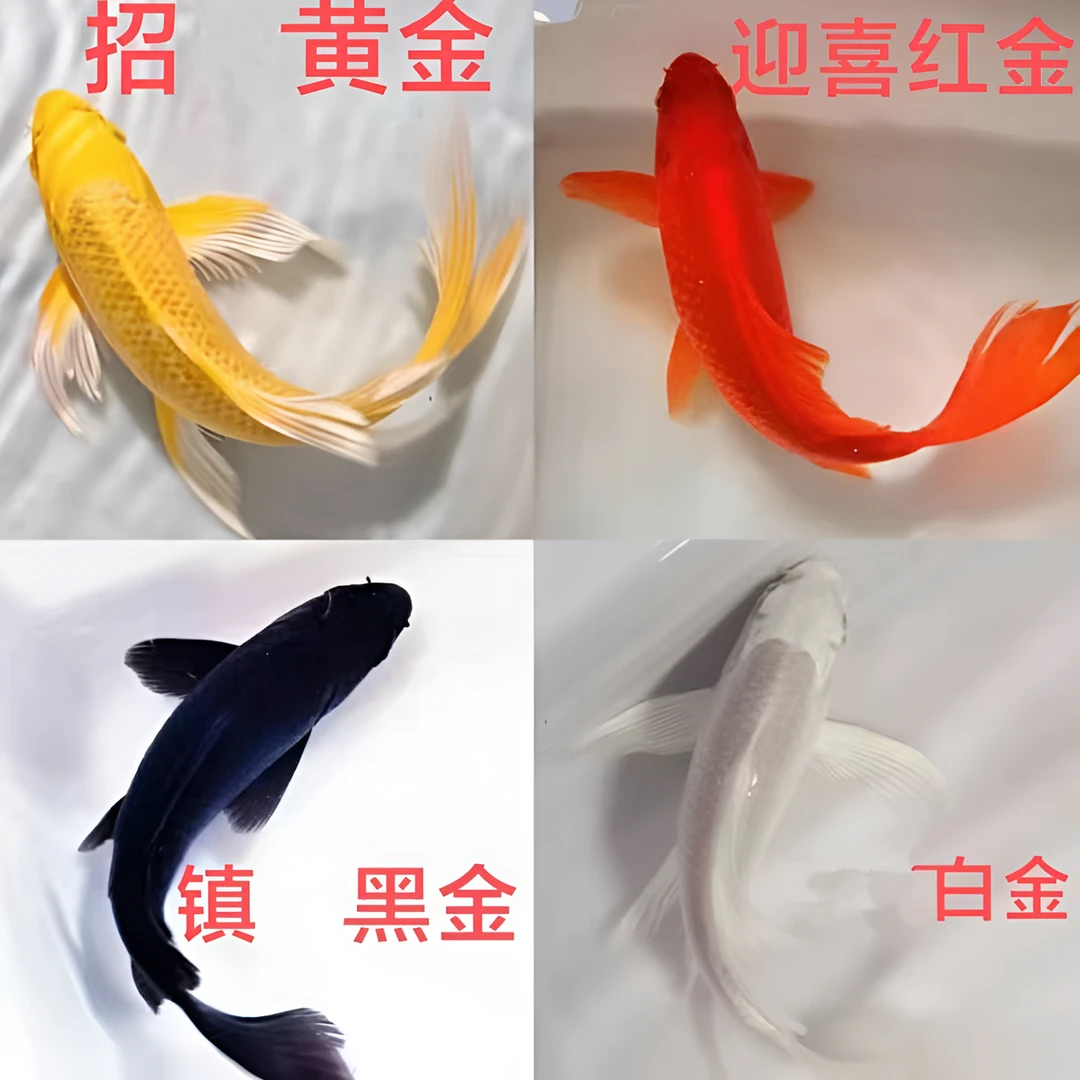 锦鲤鱼活鱼冷水淡水鱼观赏鱼金鱼小型好养耐活红鲤鱼黑白红黄鱼