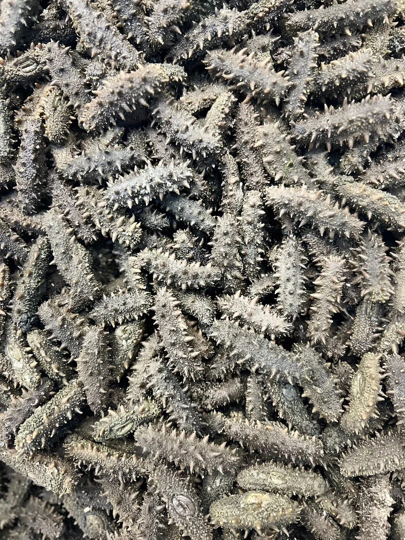 YUSHENTANG/渔参堂半干海参（拉缸盐，盐渍海参）