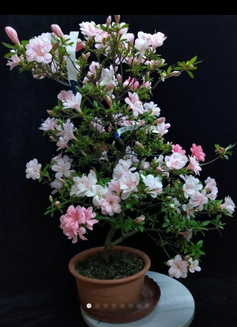 御穗之舞 造型原生苗，原盆原土发货