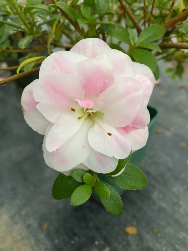 网红杜鹃花七彩鹃之舞