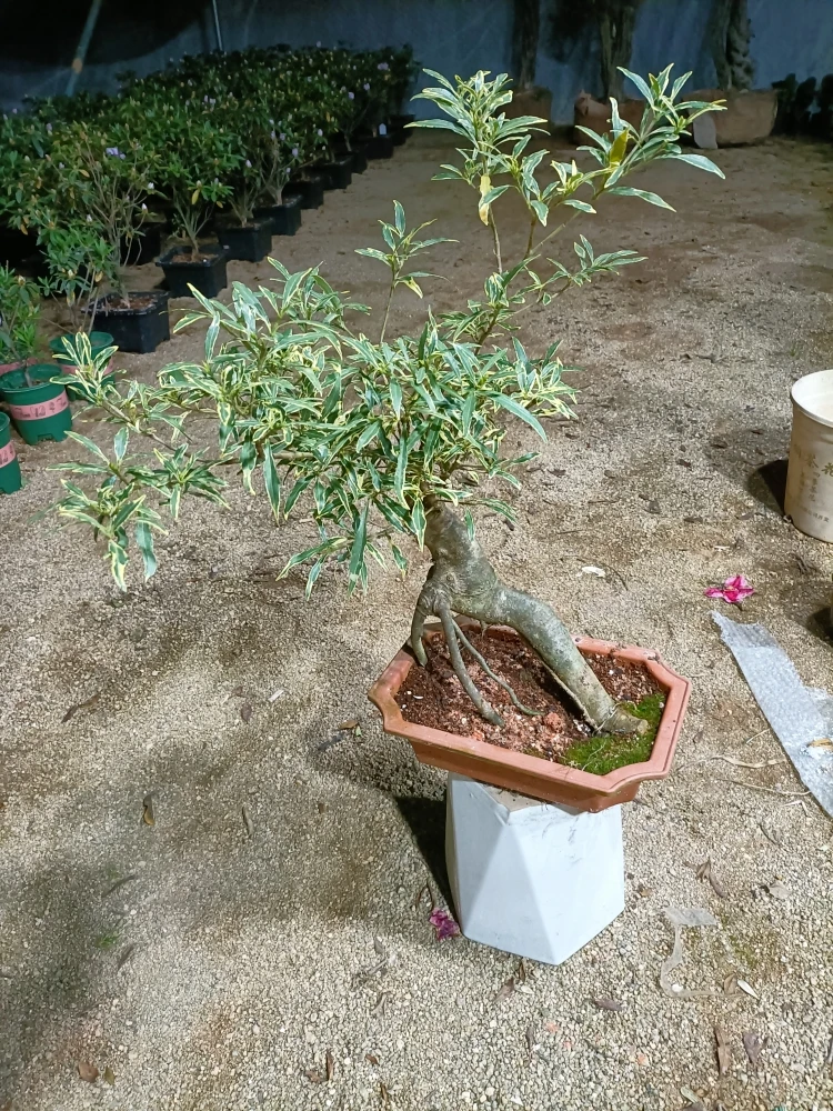 金边栀子花嫁接提根老桩盆景