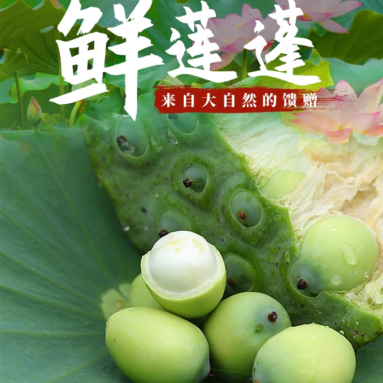 隆回鲜嫩新鲜莲蓬现摘水果莲蓬包邮