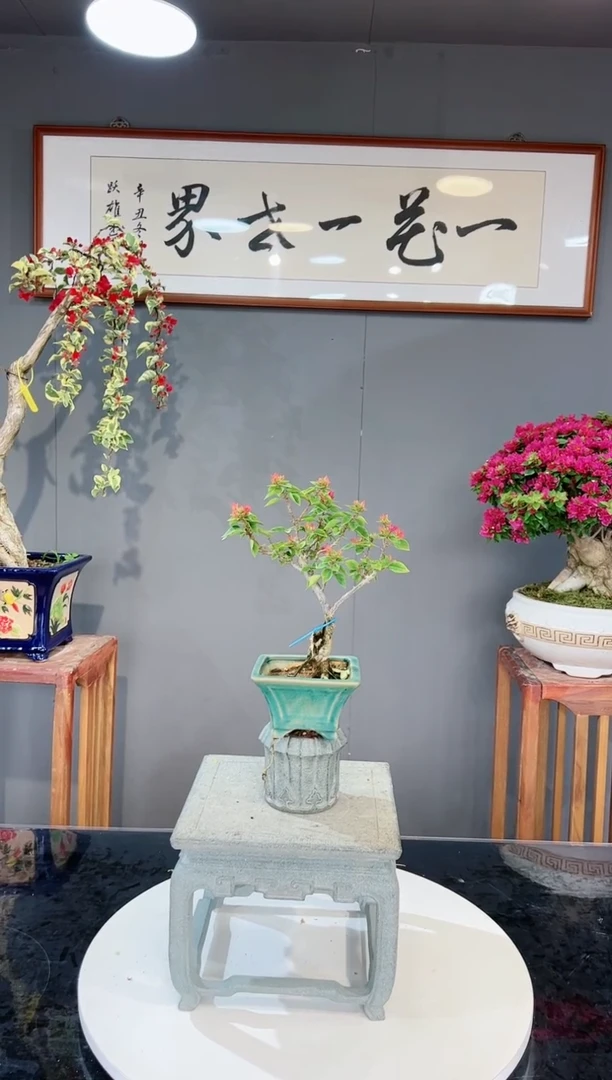 【闪购商品】同安红