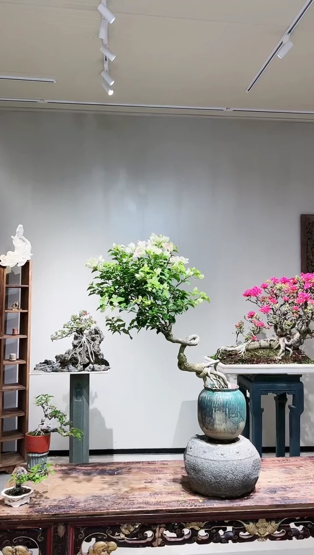 【闪购商品】大绿樱