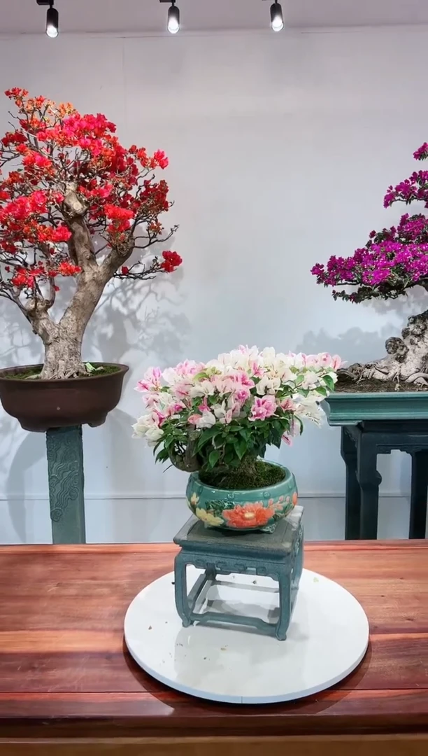 【闪购商品】章红樱