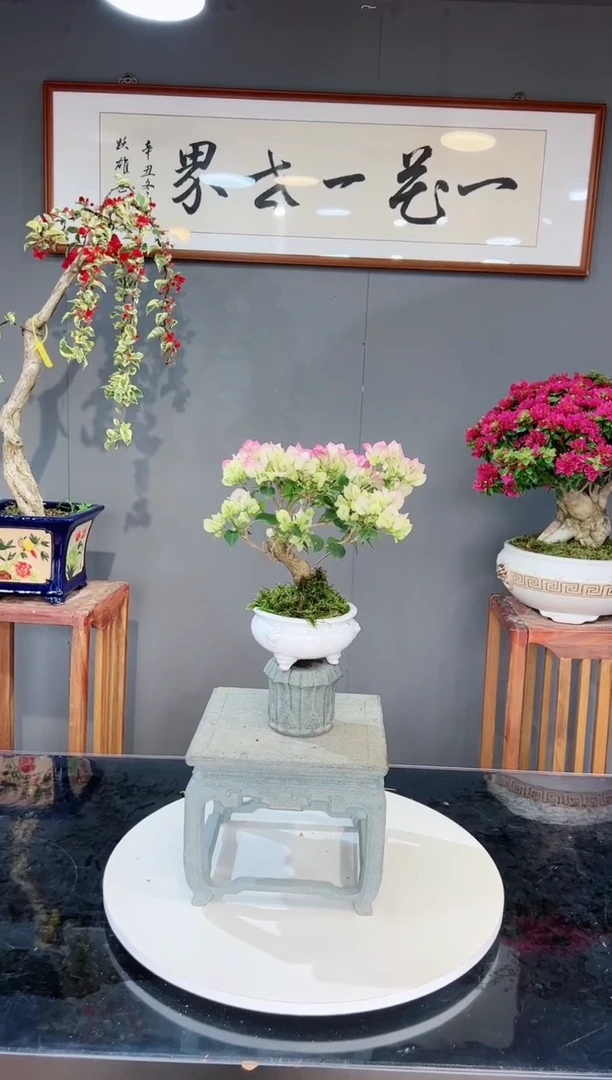 【闪购商品】绿樱花