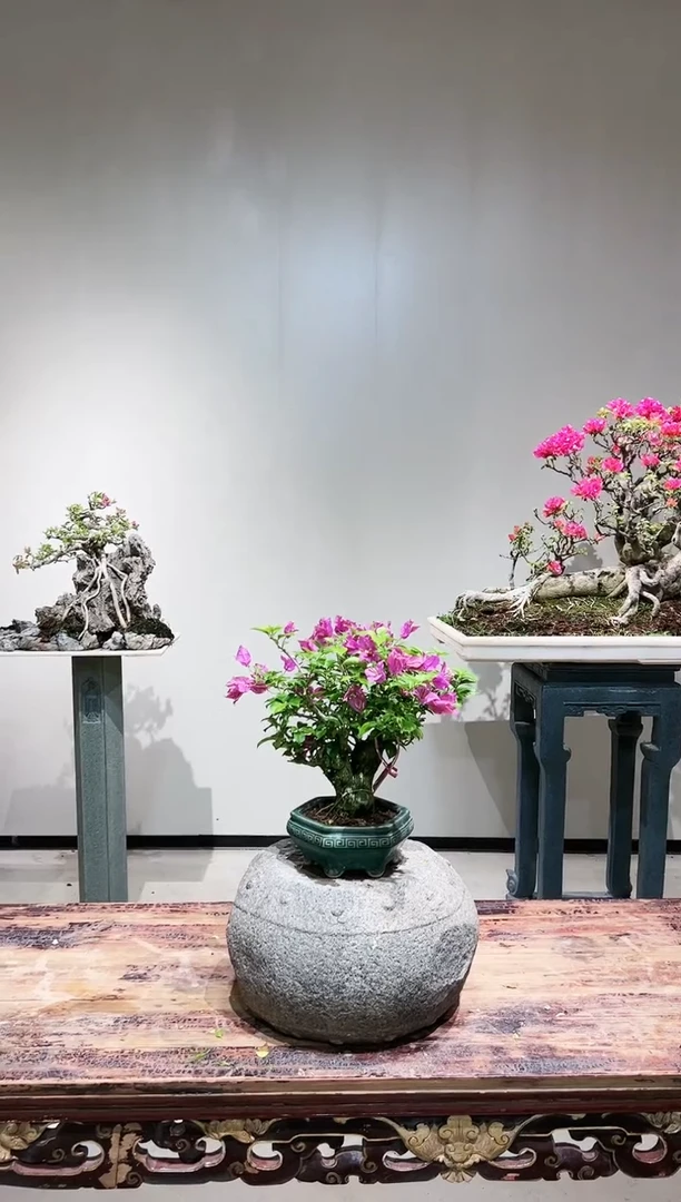 【闪购商品】小叶紫